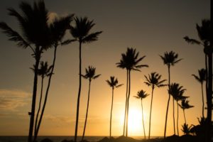 warm sun palmtrees
